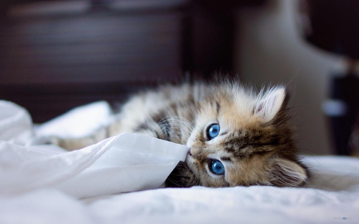 卖萌可爱的小猫壁纸11