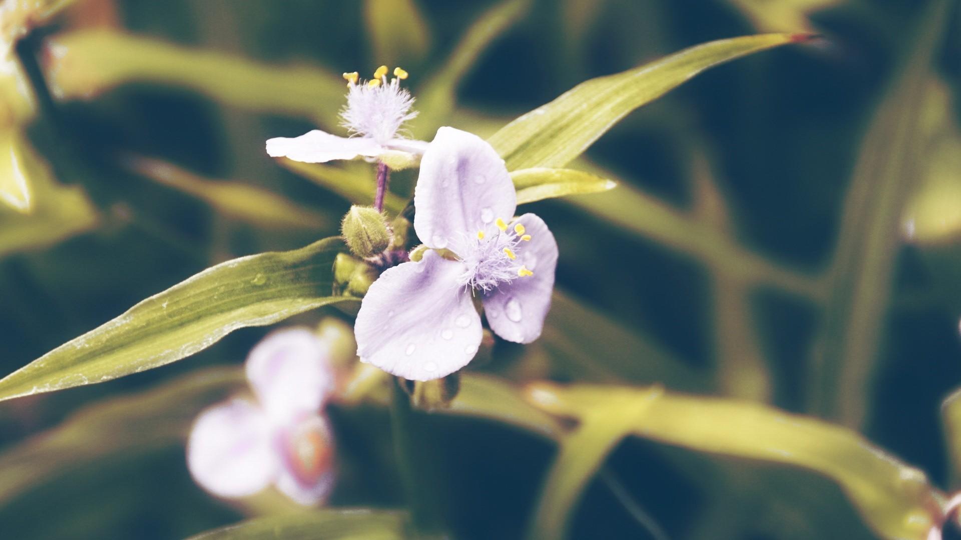 春暖花开植物壁纸图片1