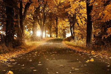秋天道路风景壁纸