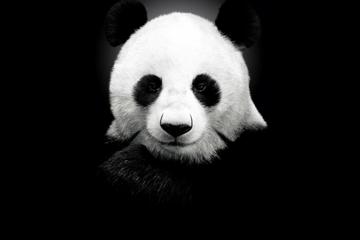 黑白照片可爱大熊猫动物图片壁纸