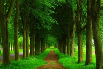 公园森林道路绿色自然风景壁纸