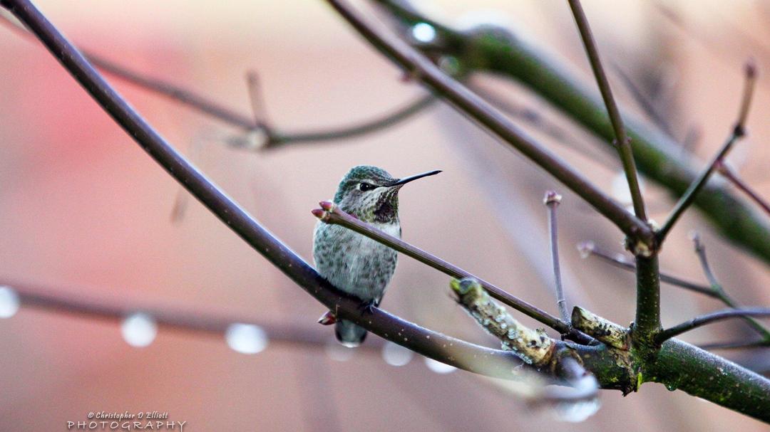春天森林里可爱的小鸟高清动物壁纸