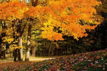秋天落叶树林唯美桌面壁纸