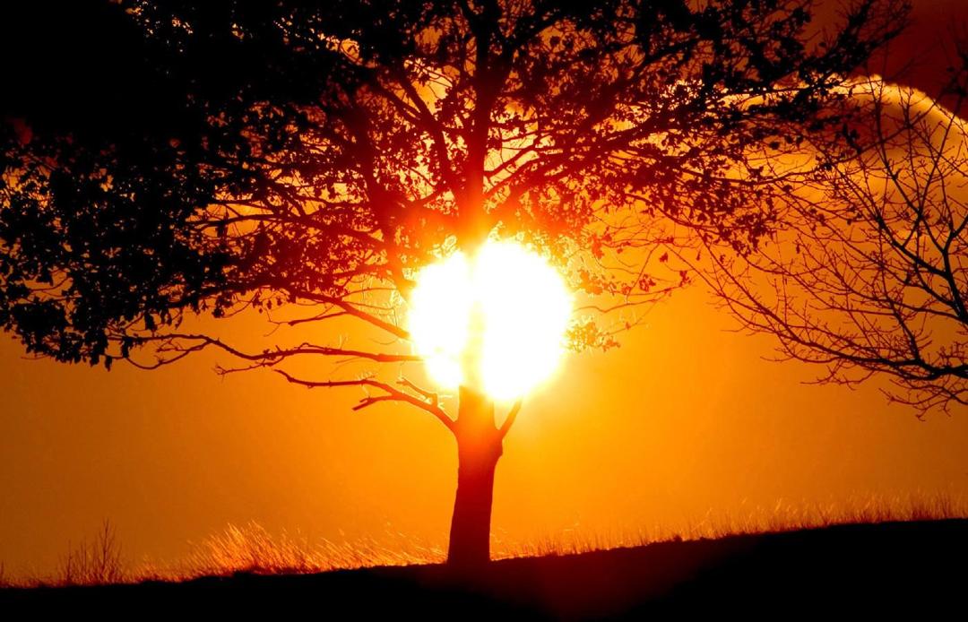日出朝霞中的树木高清风景壁纸