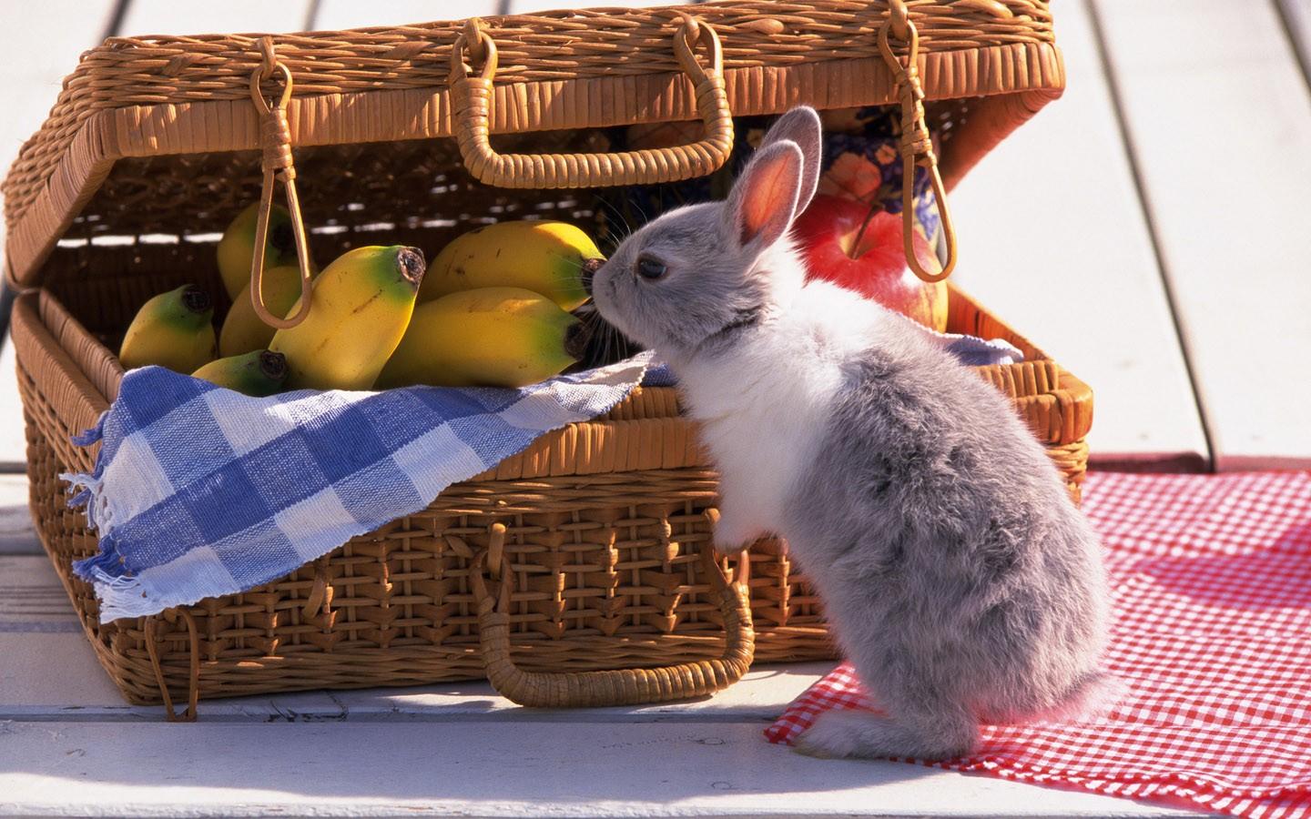 可爱的小兔子高清壁纸图片10