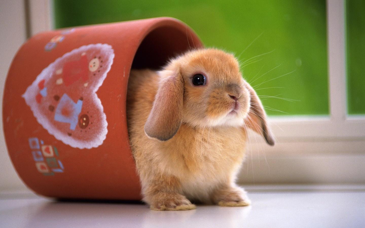 可爱的小兔子高清壁纸图片11