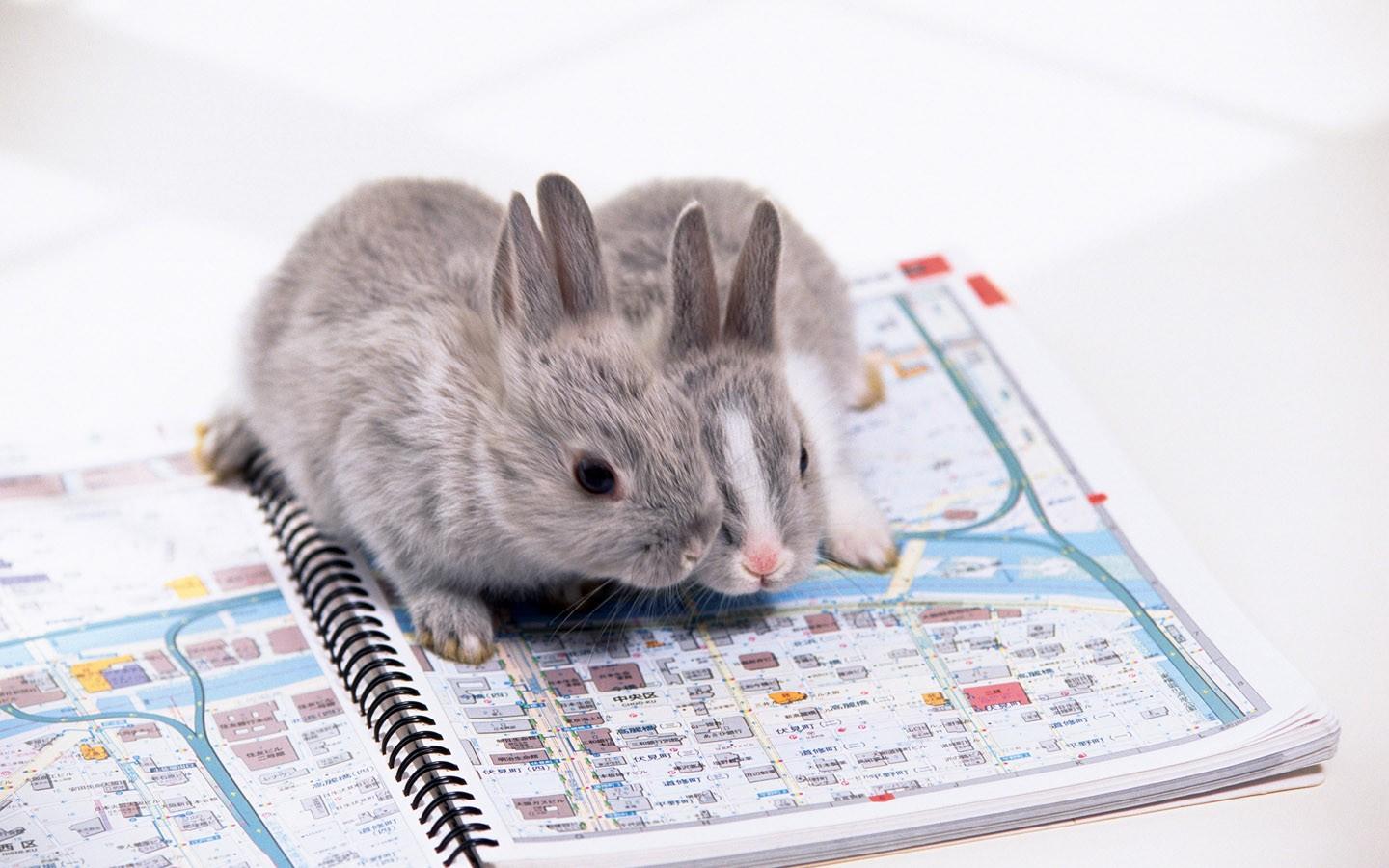可爱的小兔子高清壁纸图片8