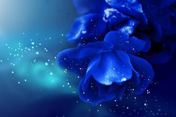 绚丽蓝色花朵壁纸