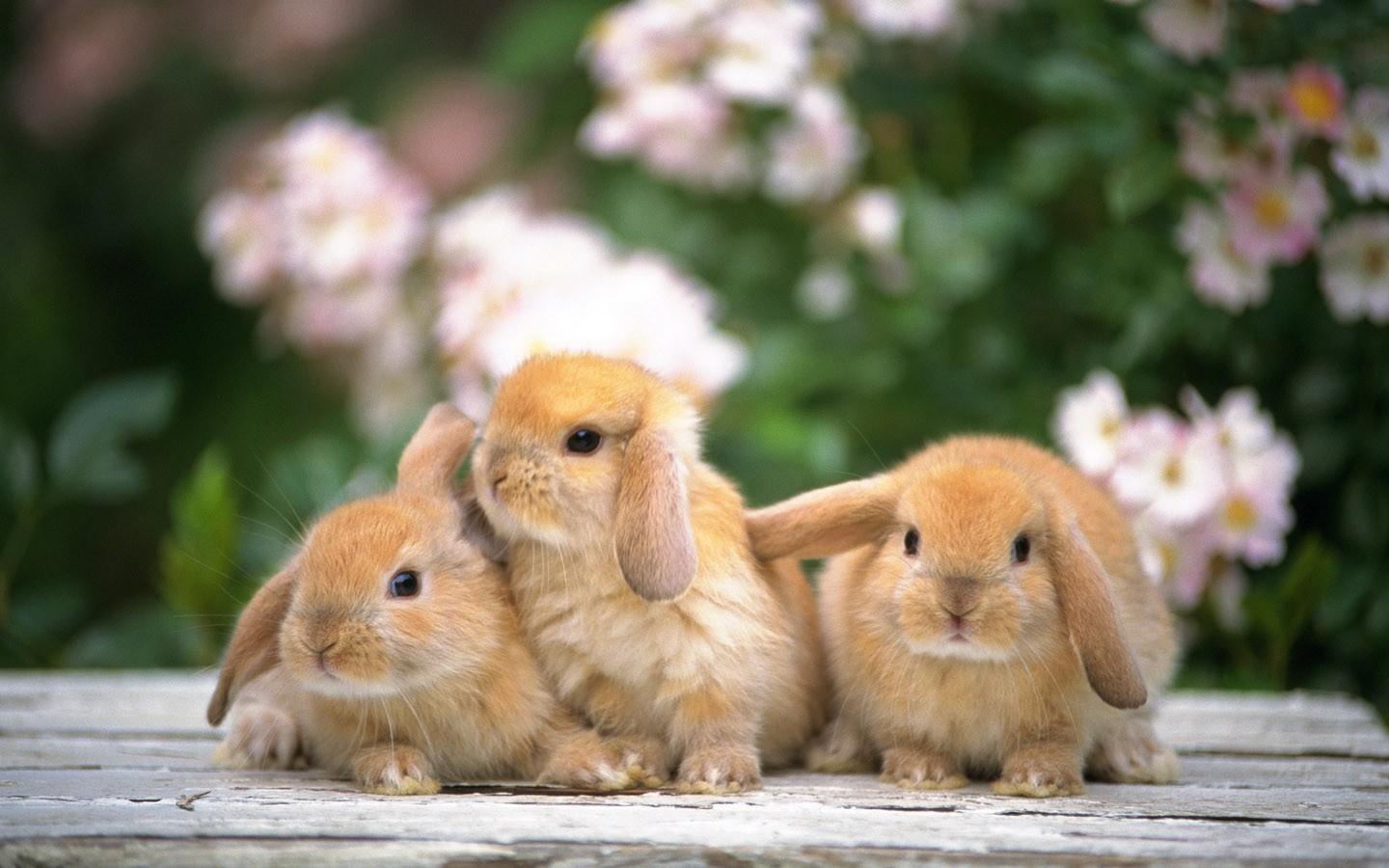 可爱的小兔子高清壁纸图片7