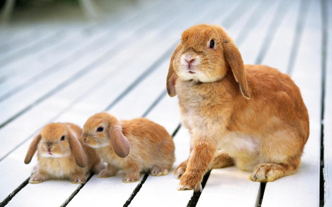 可爱的小兔子高清壁纸图片