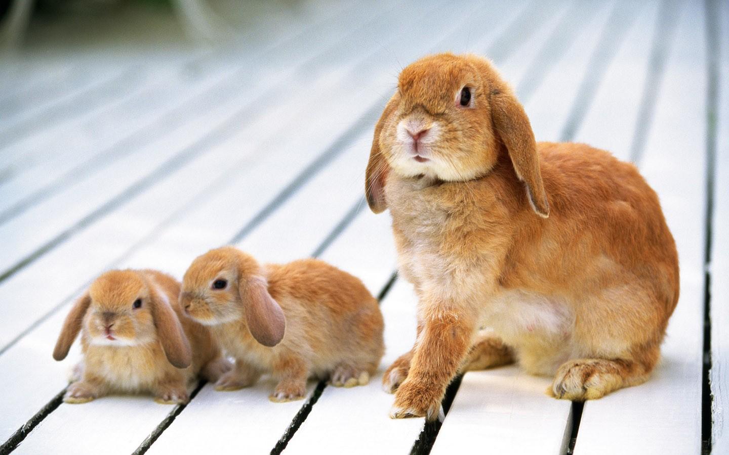 可爱的小兔子高清壁纸图片14
