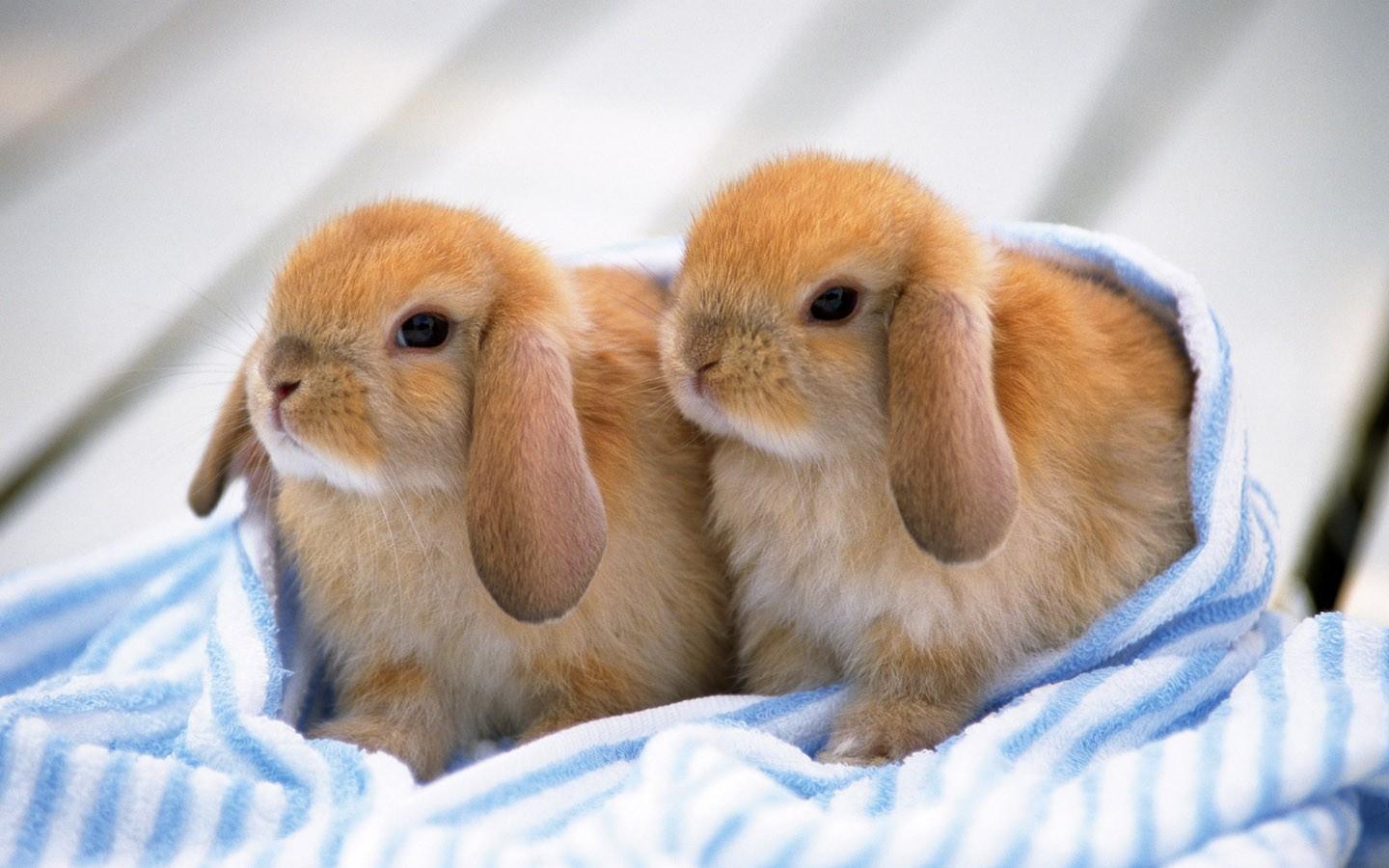 可爱的小兔子高清壁纸图片15