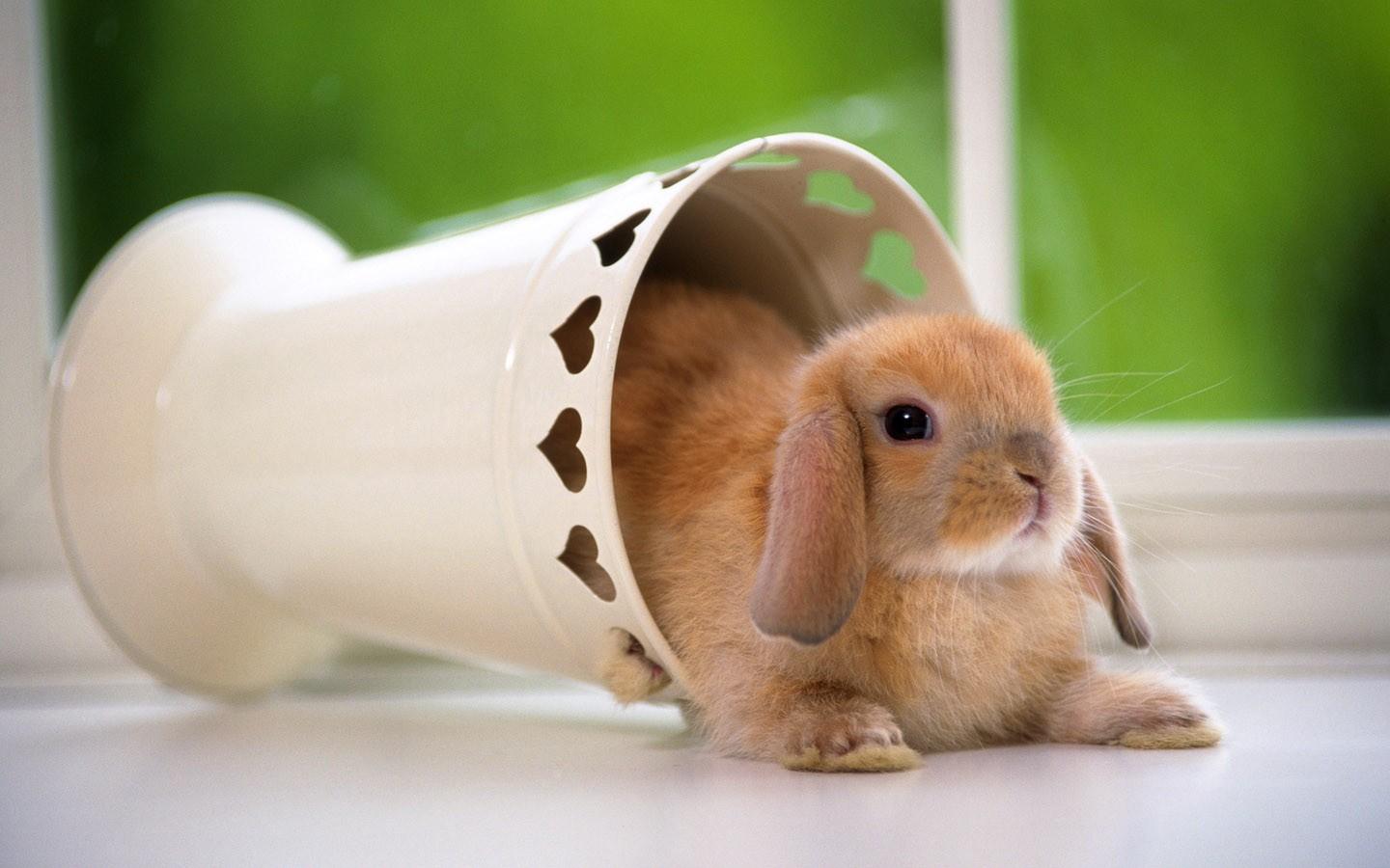 可爱的小兔子高清壁纸图片12