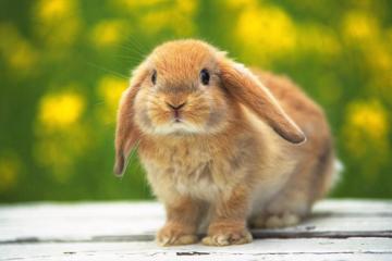 可爱的小兔子高清壁纸图片