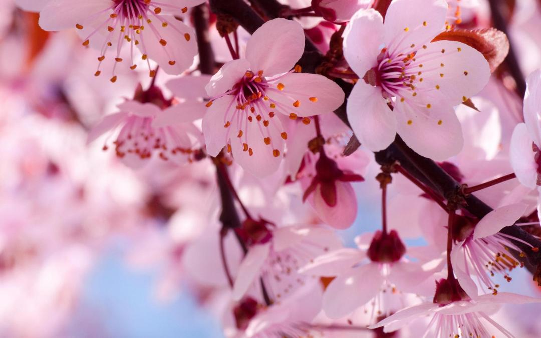 世上最漂亮的樱花图片