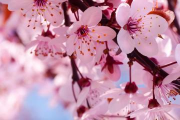 世上最漂亮的樱花图片