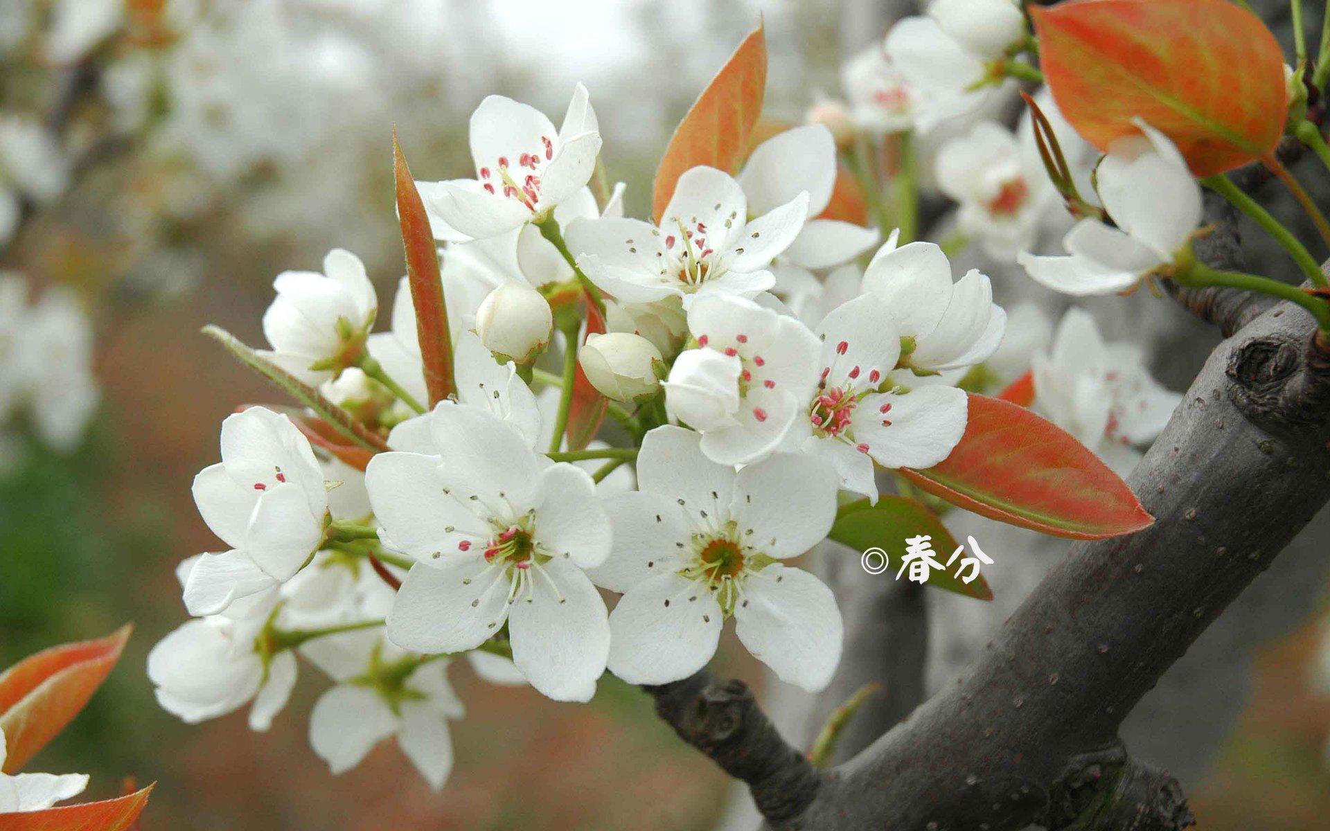 春分节气高清壁纸4