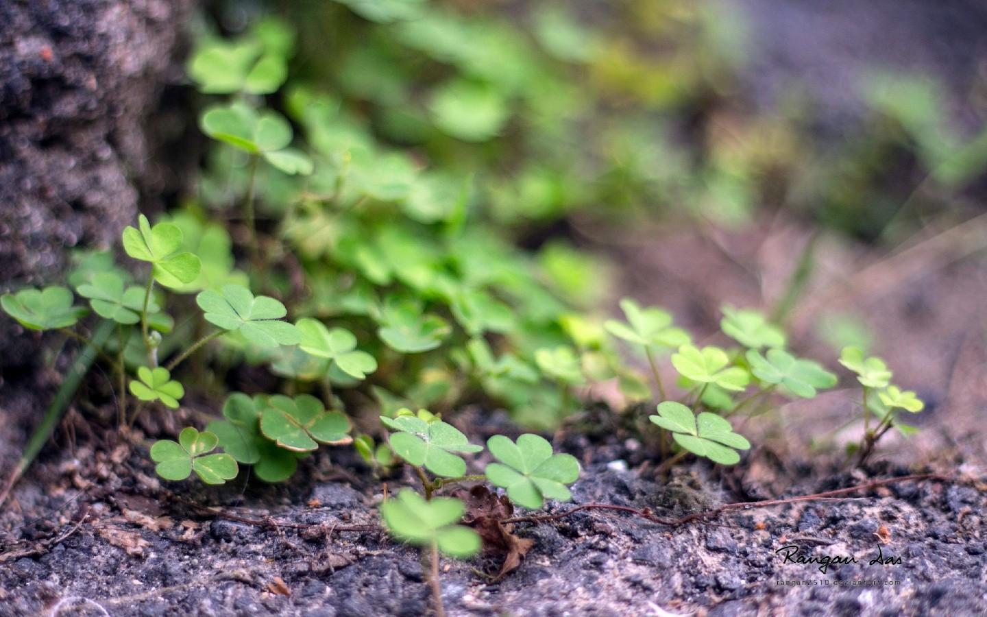 唯美花草昆虫1440x900高清壁纸5