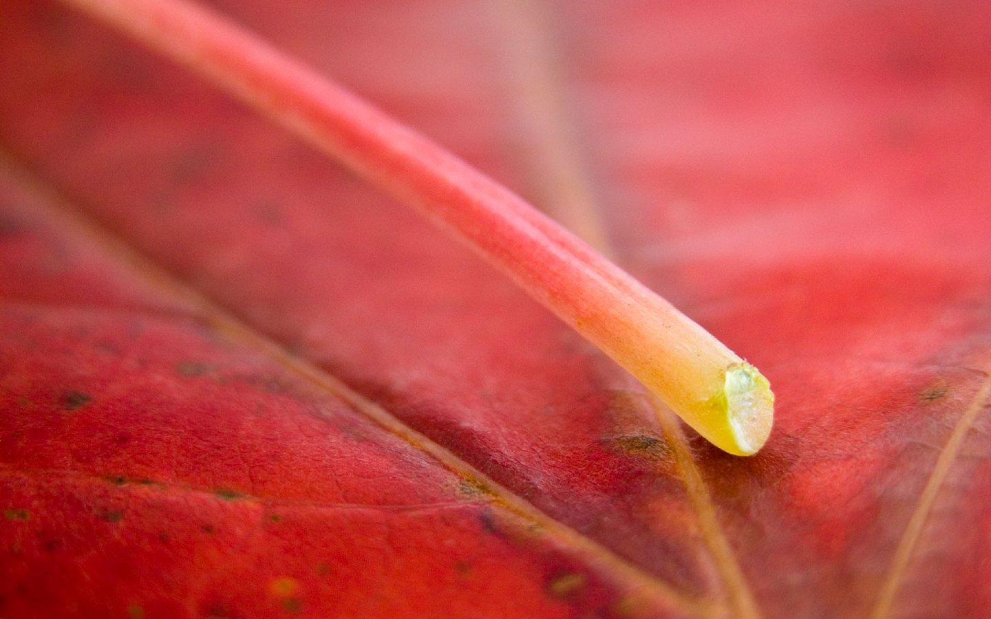 清新植物叶子桌面壁纸2