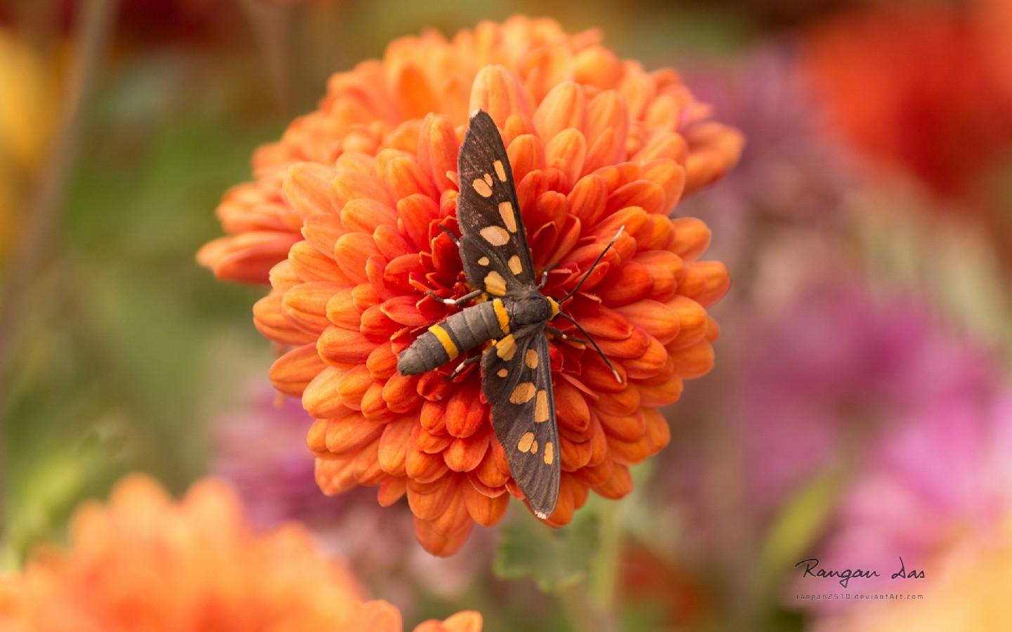 唯美花草昆虫1440x900高清壁纸12