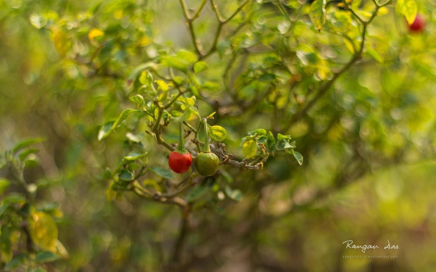 唯美花草昆虫1440x900高清壁纸19