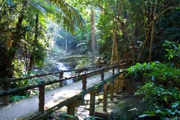热带雨林高清风景图片