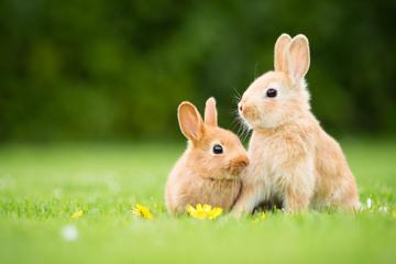 草地上可爱的兔子图片高清壁纸下载