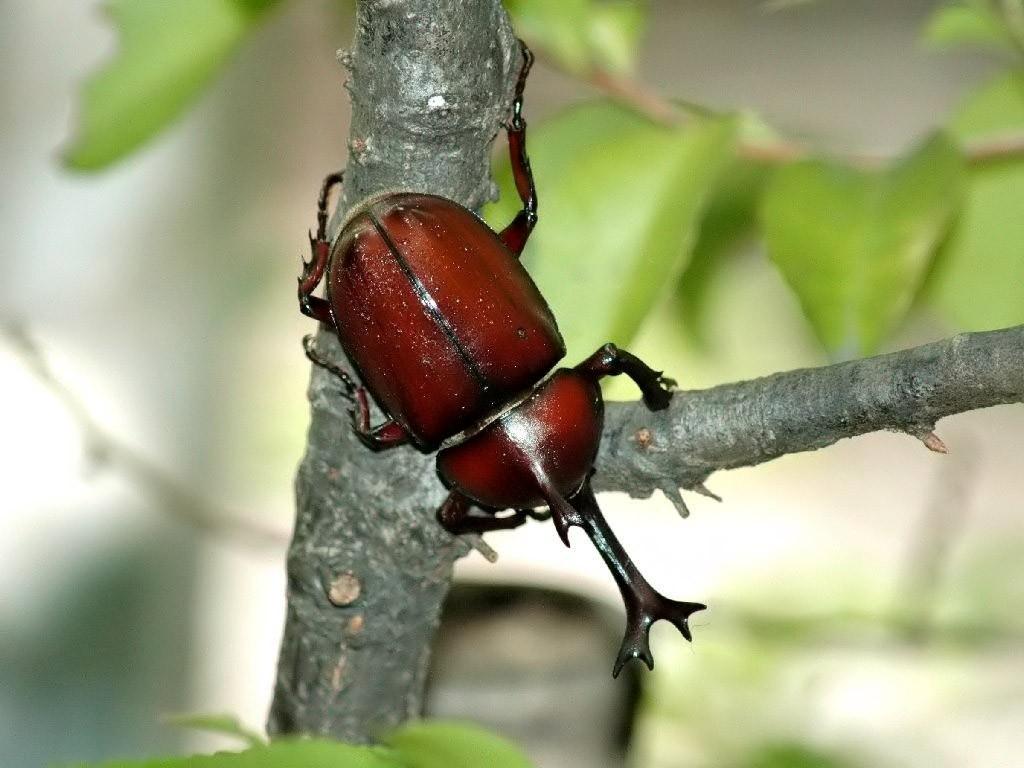 各种各样的昆虫写真4