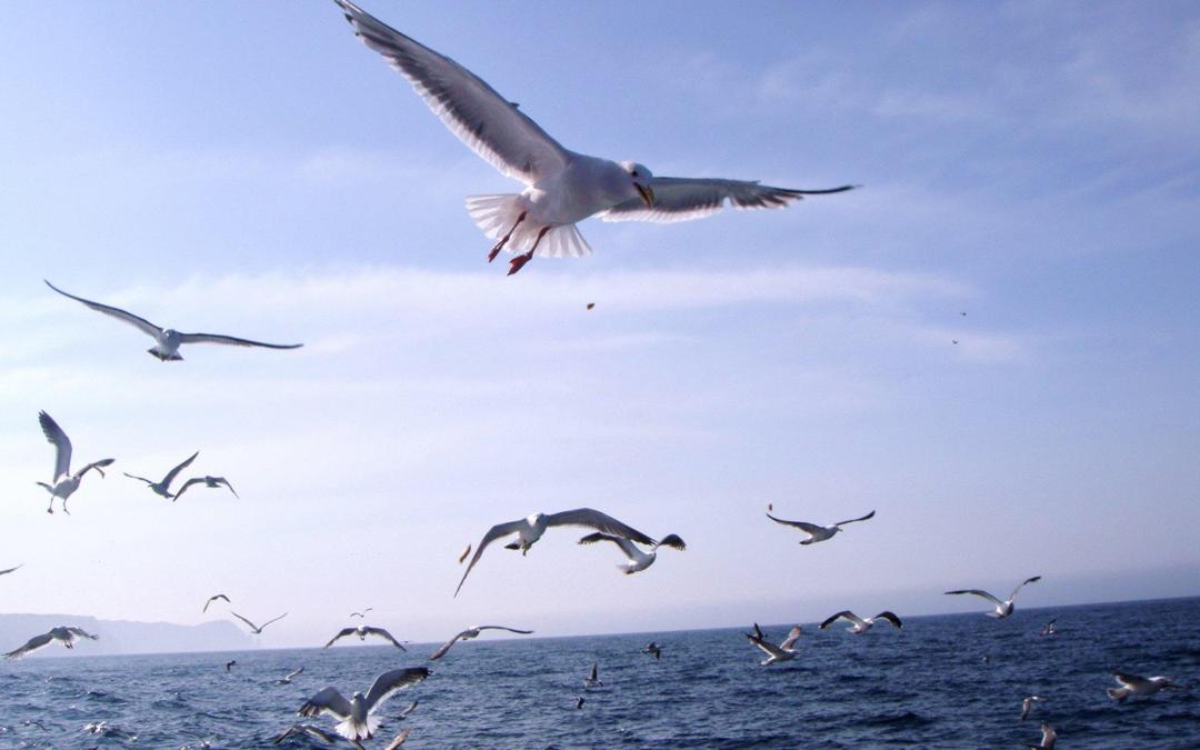 自由飞翔的海鸥高清壁纸桌面