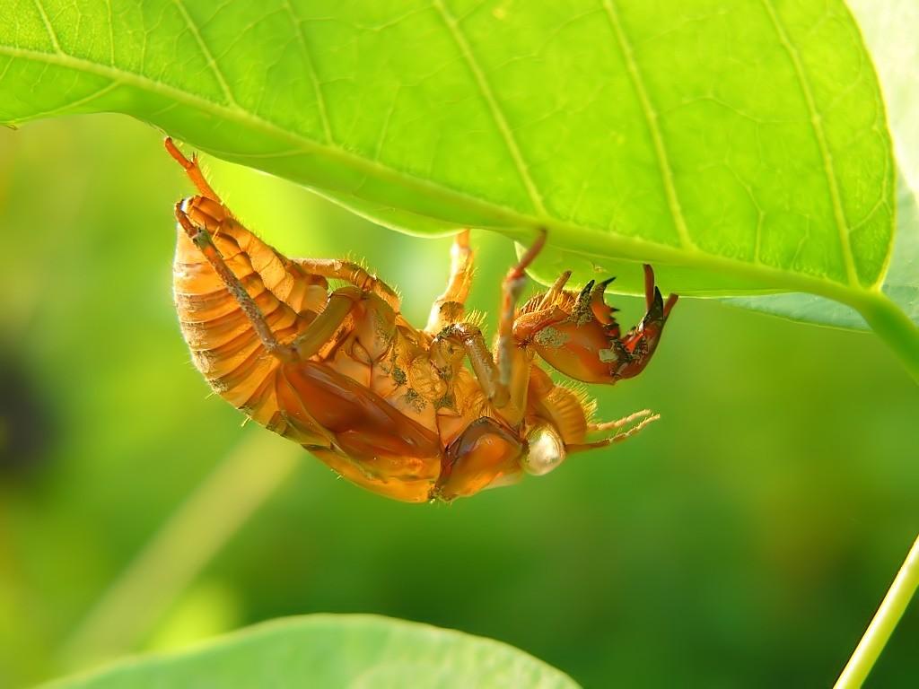 各种各样的昆虫写真8