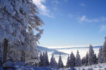 自然,山川,森林,雪,冬季壁纸