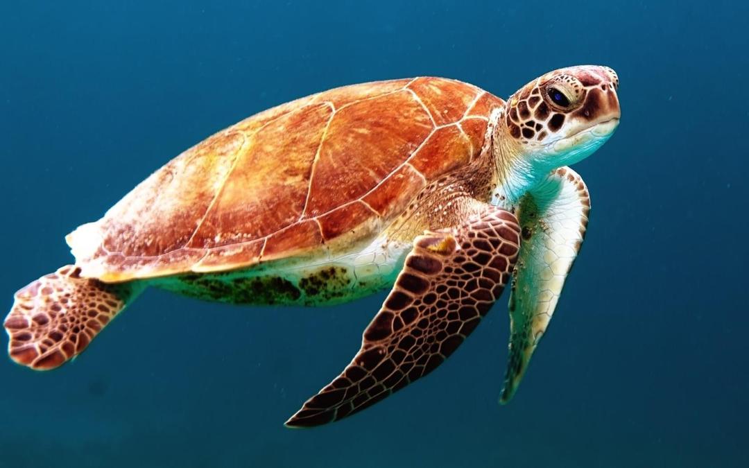 海底畅游的海龟高清壁纸图片