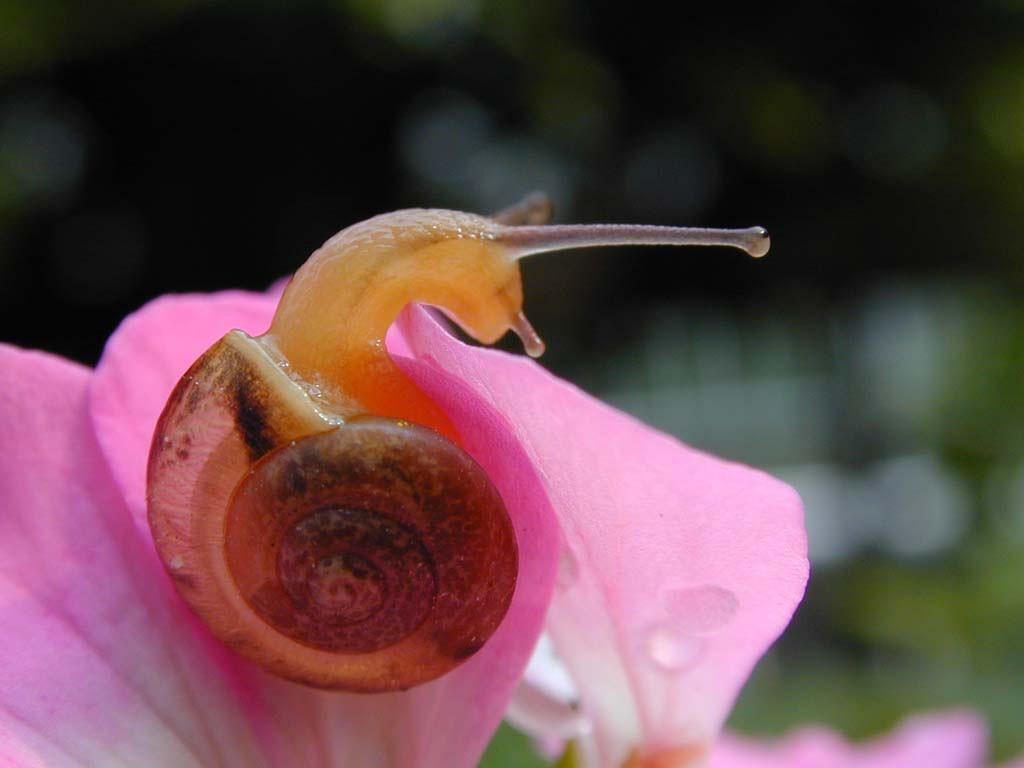 各种各样的昆虫写真1