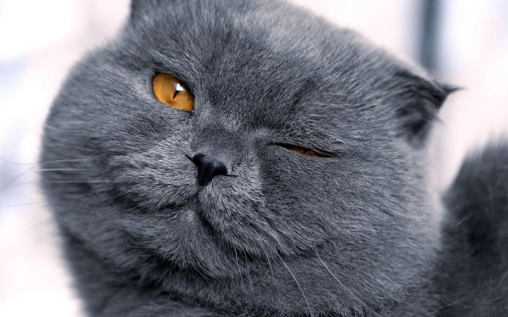 苏格兰折耳猫壁纸可爱高清卖萌图12