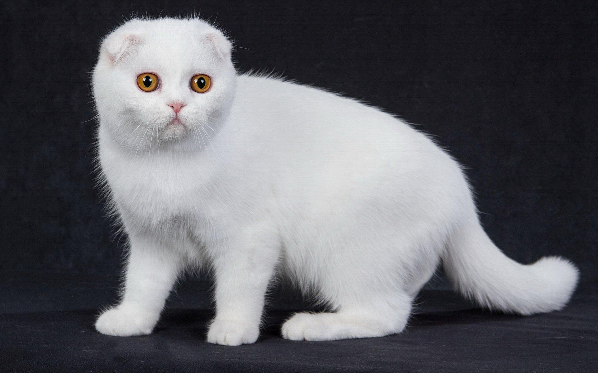 苏格兰折耳猫壁纸可爱高清卖萌图13