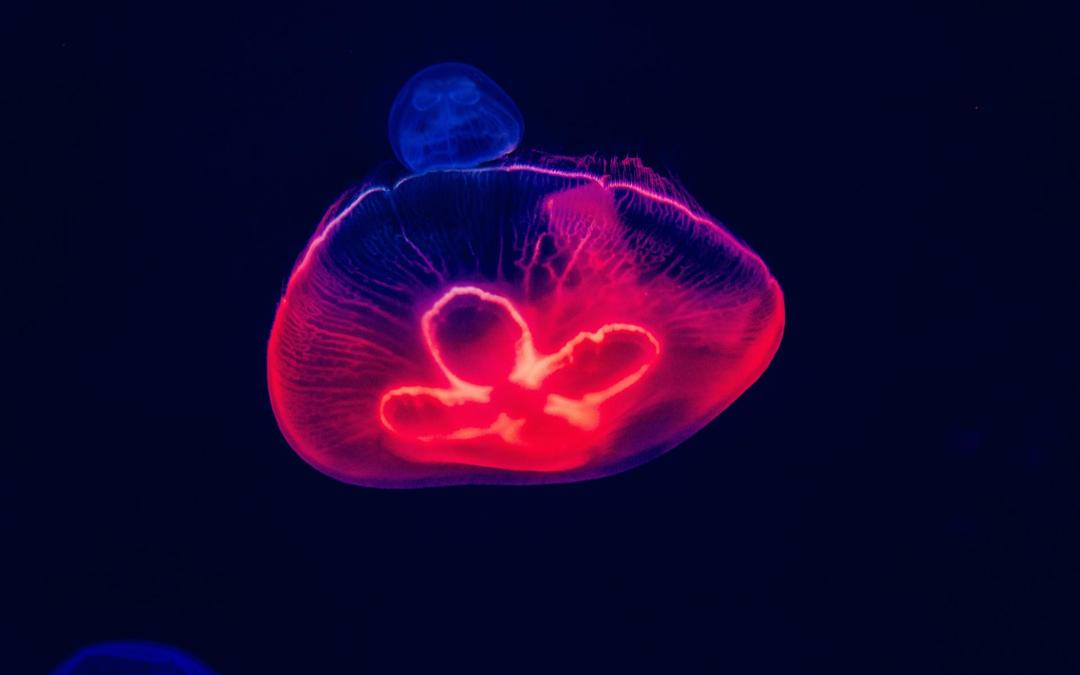 水母好看的海洋生物图片电脑壁纸