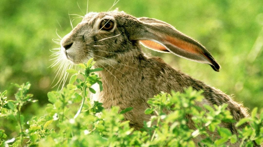 可爱小兔子高清壁纸图片