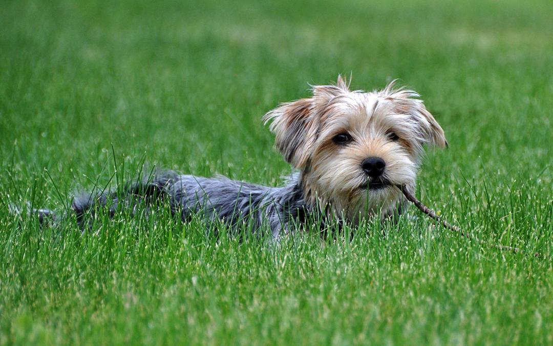 草地上玩耍的小狗壁纸