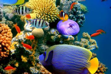 海底中的珊瑚热带鱼高清壁纸图片