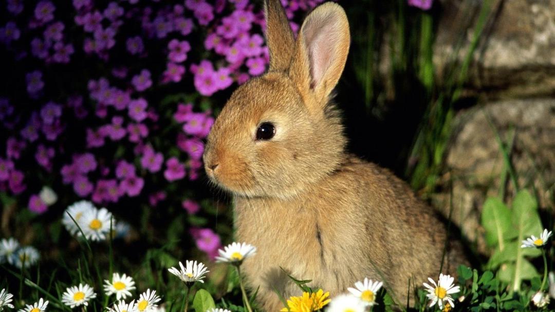 可爱小兔子高清壁纸图片