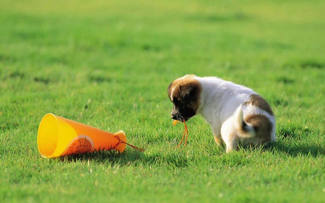 草地上玩耍的小狗壁纸