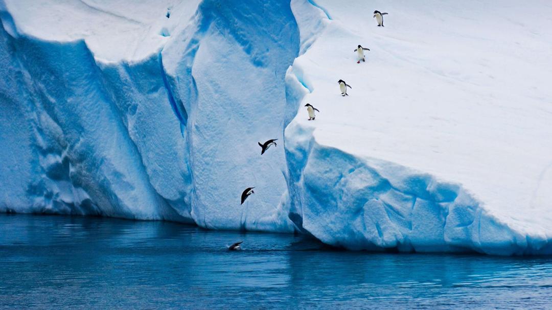 清爽的冰川上飞跃的企鹅图片电脑桌面壁纸