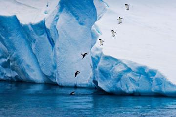 清爽的冰川上飞跃的企鹅图片电脑桌面壁纸