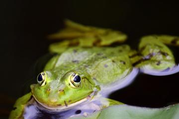 绿色的小青蛙池塘桌面背景下载