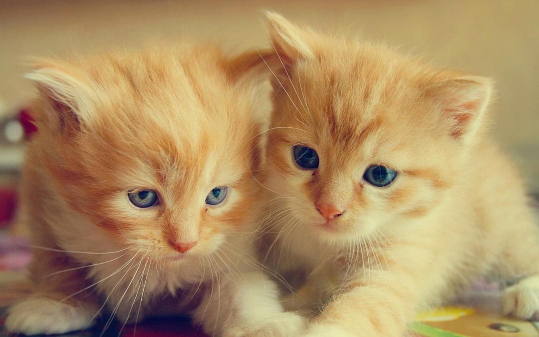 可爱的两只小猫咪桌面壁纸