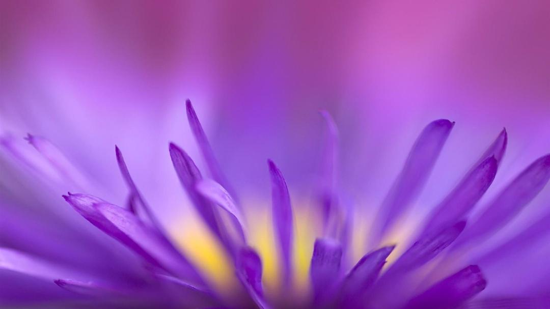 浪漫紫色花朵唯美高清壁纸