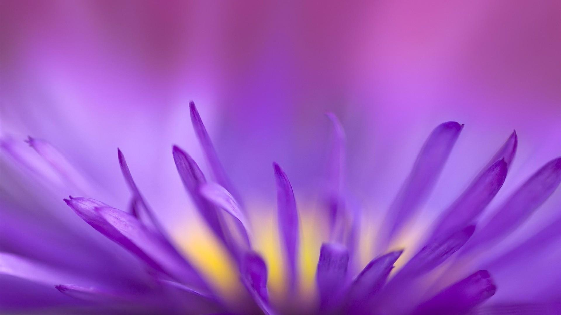 浪漫紫色花朵唯美高清壁纸8