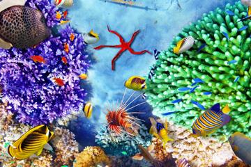 漂亮的海底高清海洋生物壁纸图片