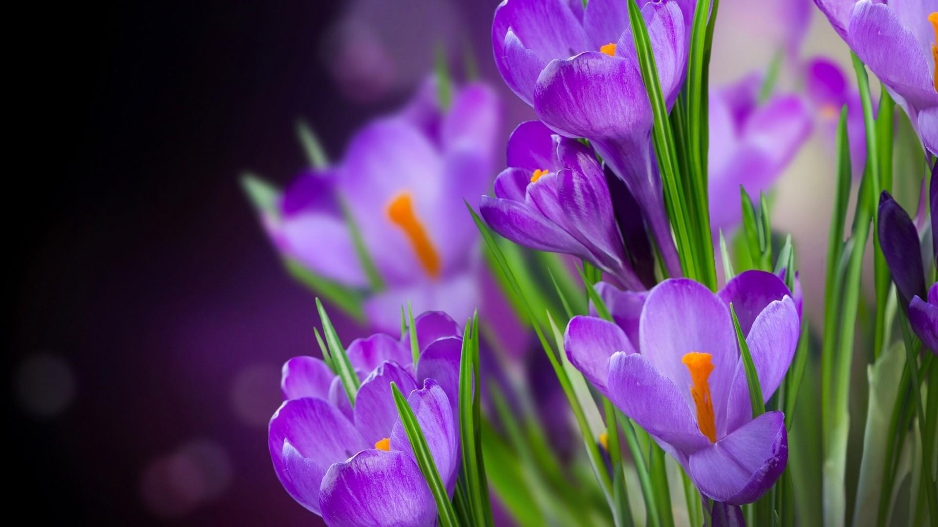 浪漫紫色花朵唯美高清壁纸17