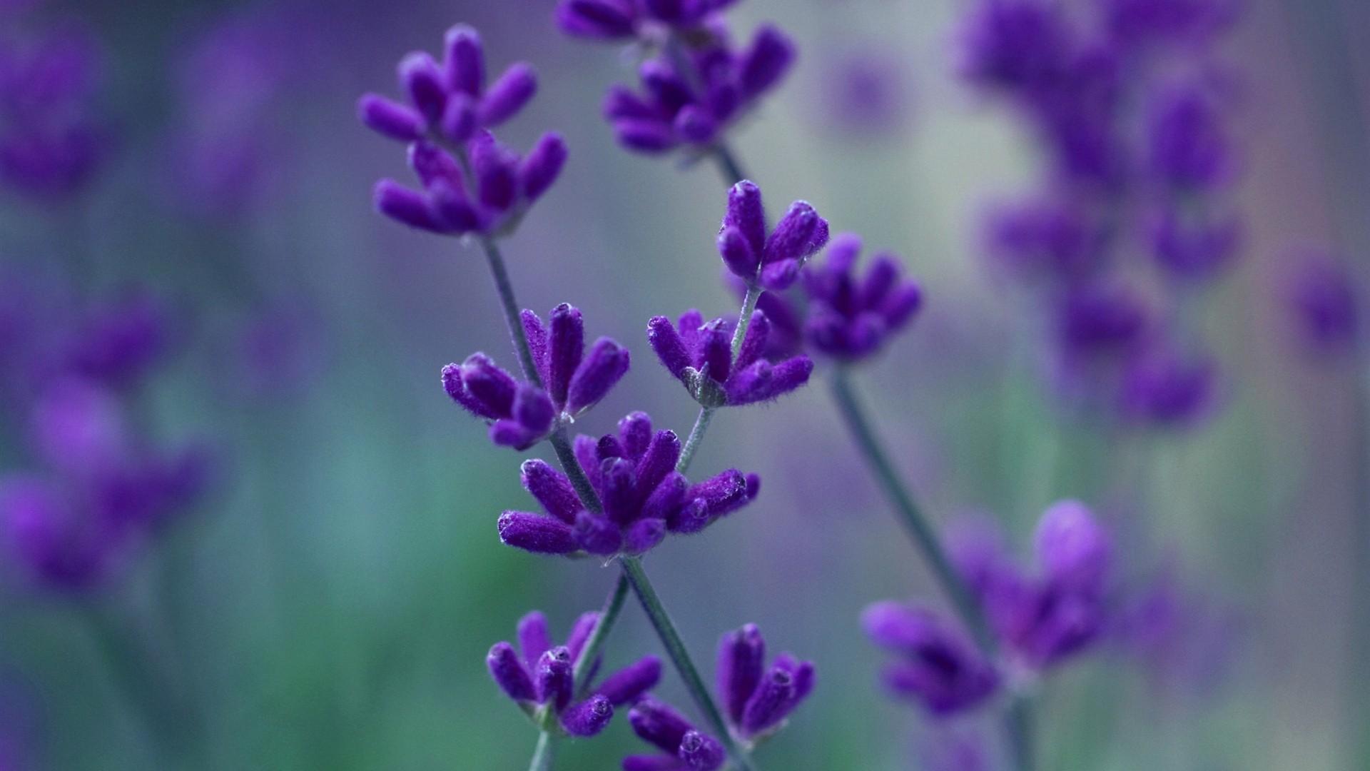 浪漫紫色花朵唯美高清壁纸9